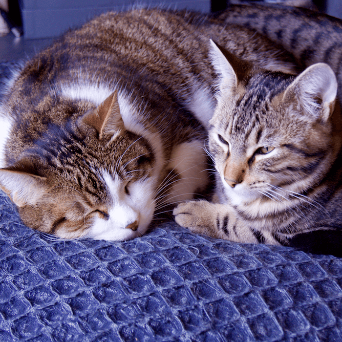 Pablo-et-Philo-de-ChatsChezNous duo de félin, Pablo et Philo