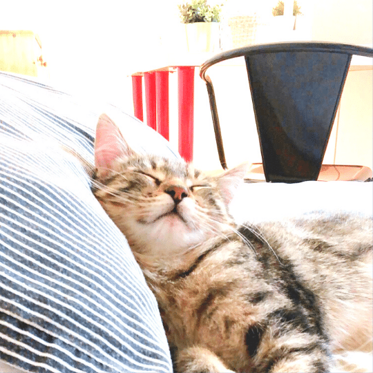 Goldy de Chats Chez Nous