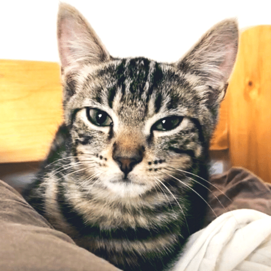 Marnie de Chats Chez Nous