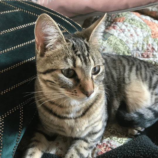Simba de Chats Chez nous