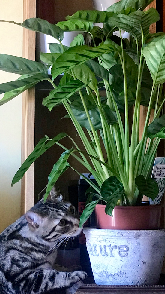 Pablo le chat visitant la plante verte calathéa