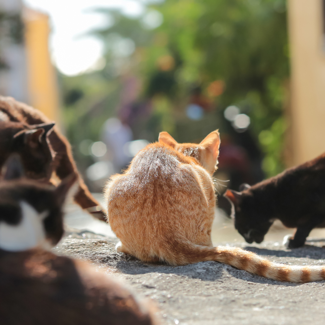 Chats libres dans une rue ensoleillée