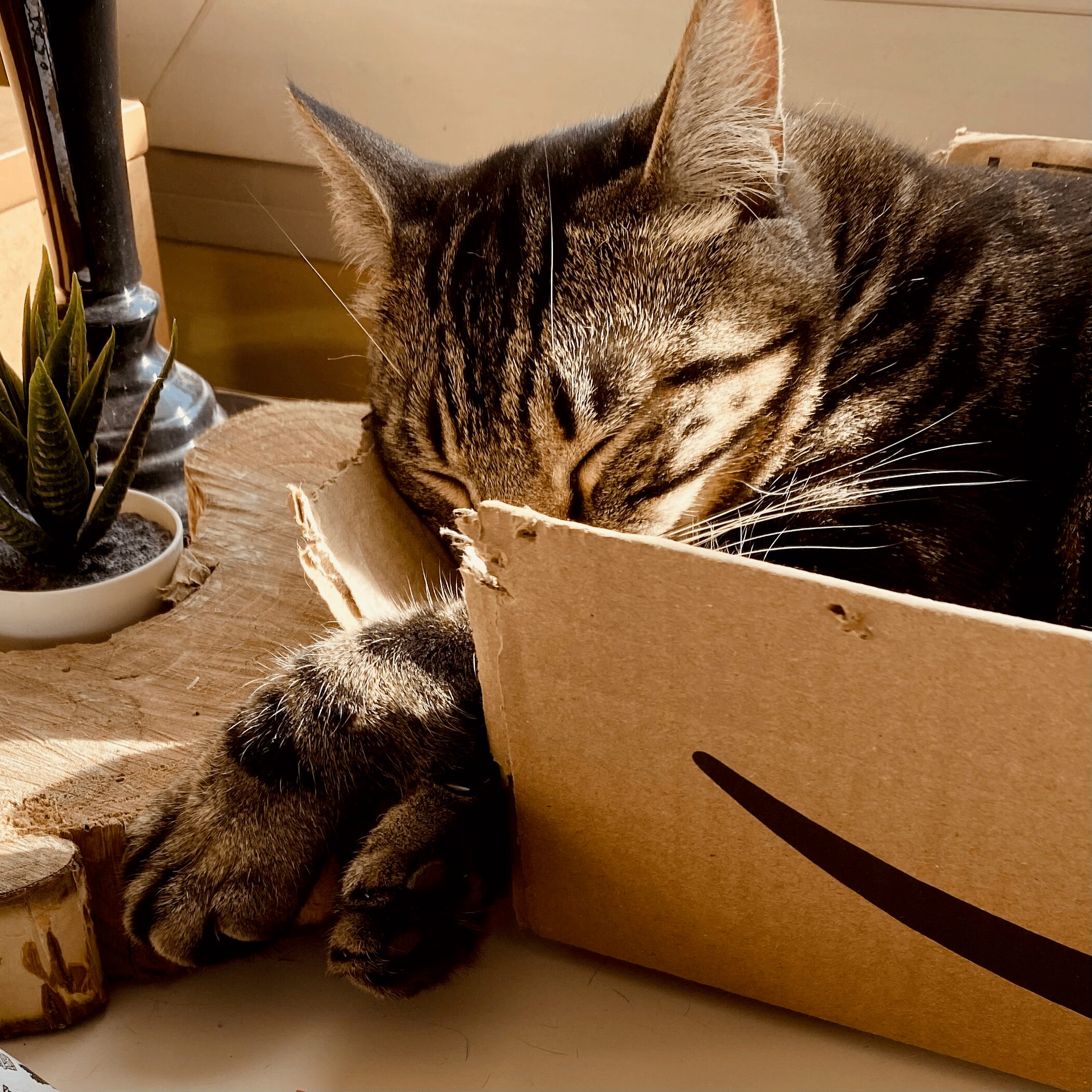 Panier pour chat en carton