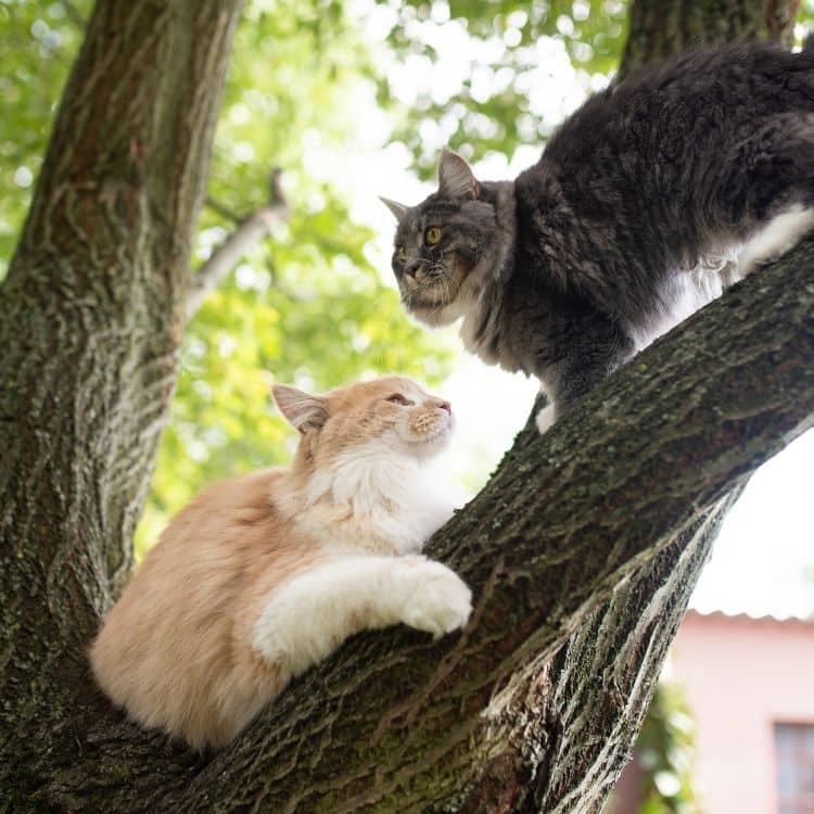 Chats dans un arbre 