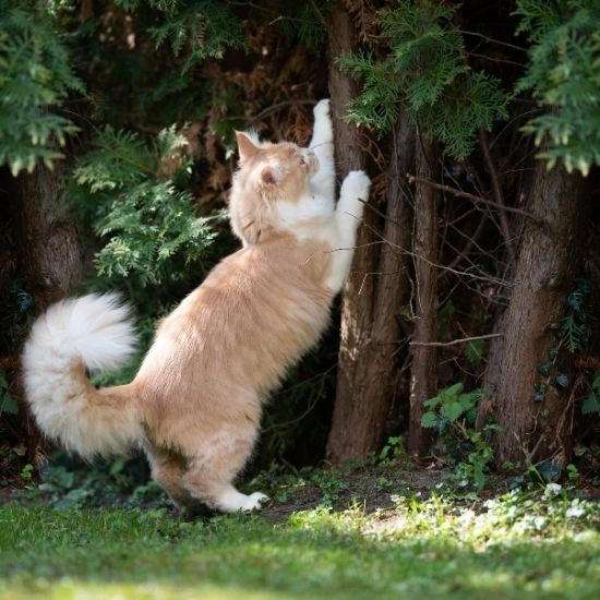 Griffer un arbre est un besoin naturel chez le chat