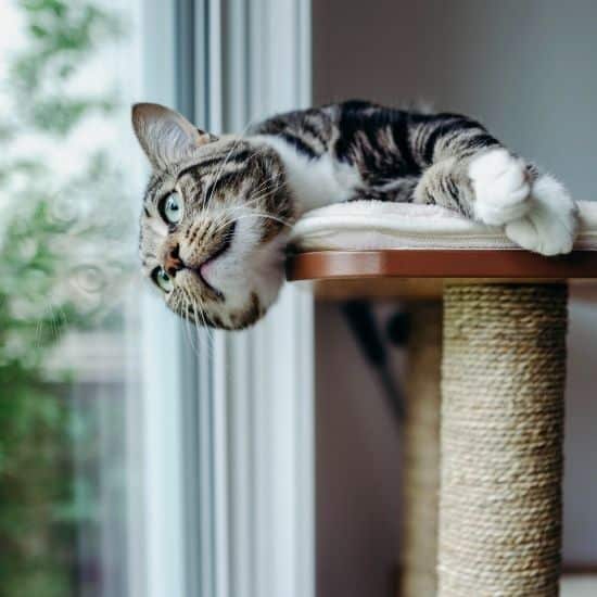 Chat heureux habitué à son arbre à chat 