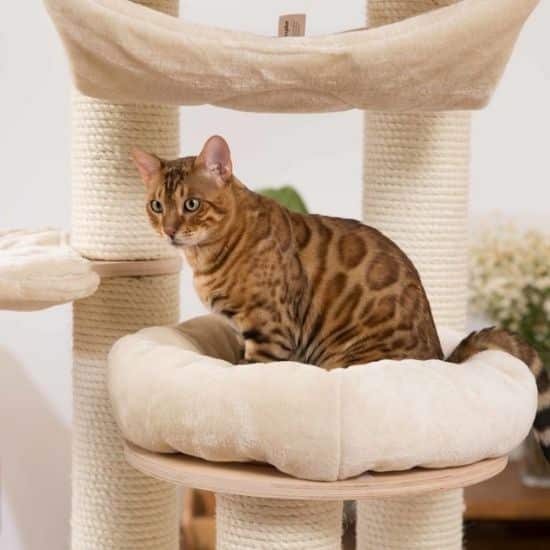 Choisir un arbre à chat avec des zones de repos