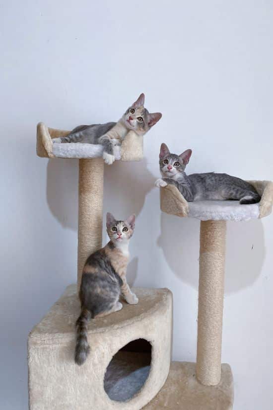 Choisir un arbre à chats pour trois petits chats.