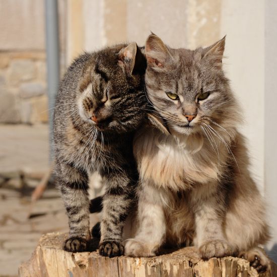 Duo de chats harmonieux