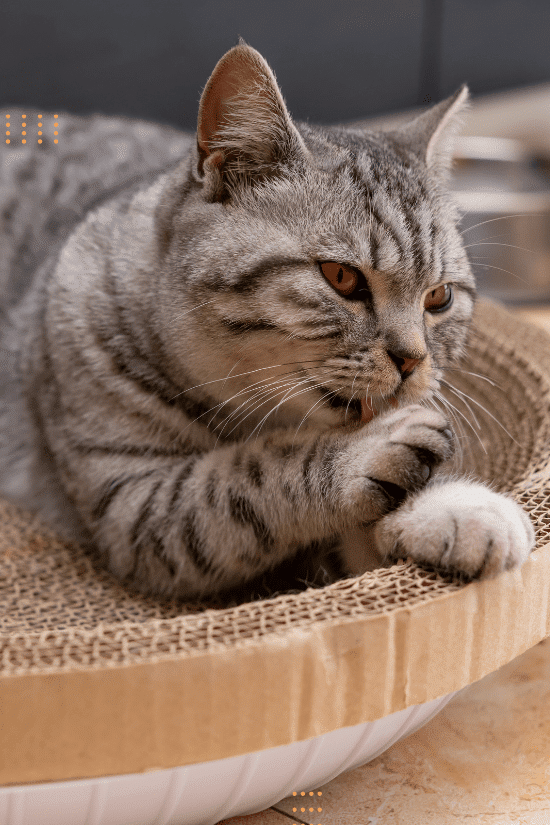 Chat tigré gris couché dans un griffoir rond type corbeille qui se lèche la patte.