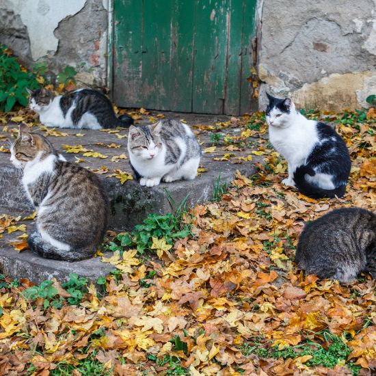 Vivre avec plusieurs chats