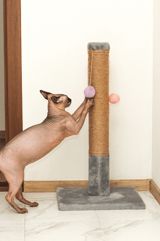 Chat sans poil en position verticale pour griffer un poteau recouvert de sisal posé sur un socle.