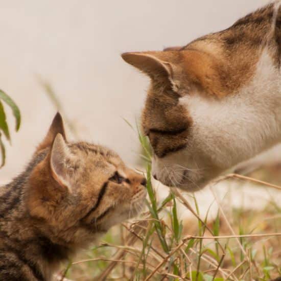 Un chaton nez à nez avec un chat adulte