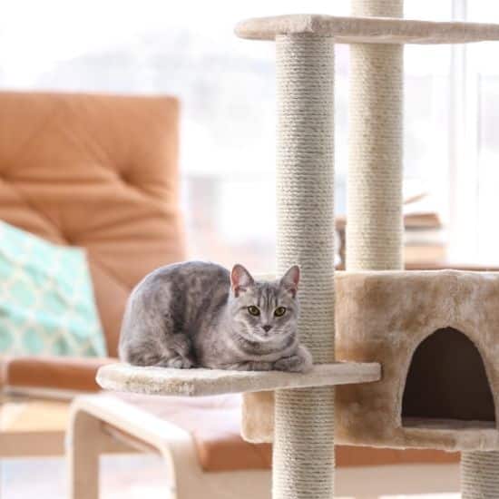 Chat gris souris à l'air tranquille et serein posé sur la tablette d'un arbre à chat dans un salon aux couleurs claires.