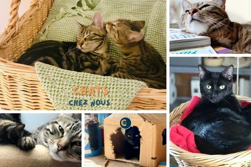 Plusieurs photos d'aménagements pour des chats épanouis, des paniers à la maison en carton.