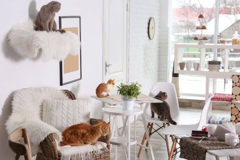 Un salon aux couleurs claires, avec un chat gris posé sur une étagère murale, un chat roux couché dans un fauteuil, un chat tigré sur une chaise et un dernier chat roux et blanc assis sur une table.