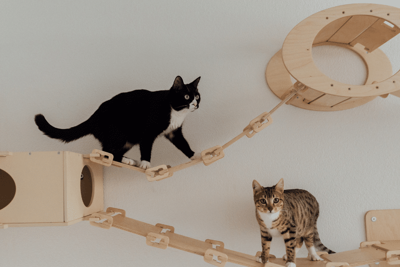 Installations de parcours en bois sur l'espace mural utilisés par deux chats.