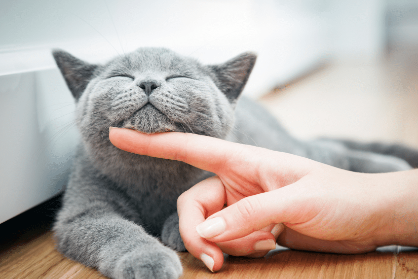 Une main caresse un chat gris sous le menton qui a l'air épanoui et serein dans cette relation complice.