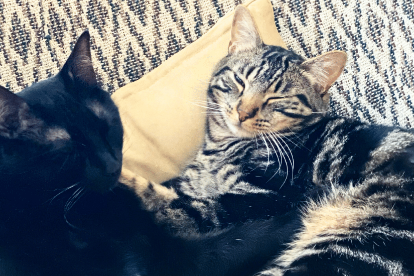 Duo de chats noir et marbré, couchés ensemble sur un plaid gris et blanc avec un coussin beige dans une ambiance de bien-être félin.