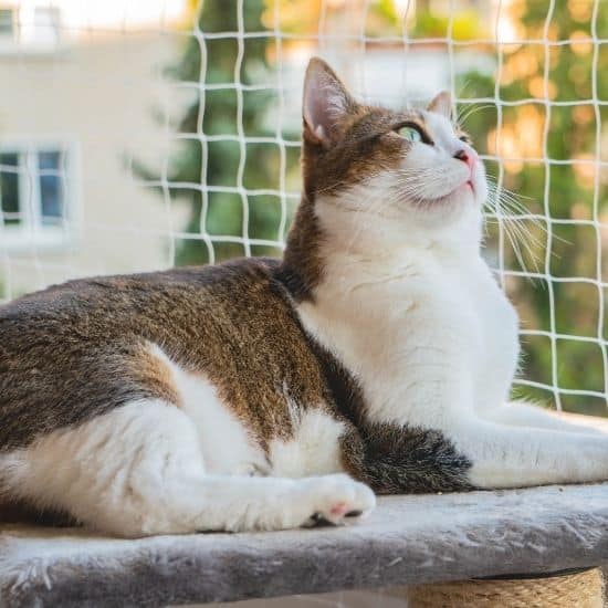 Chat européen posé sur le haut d'un arbre à chat sur un balcon sécurisé par un grillage.