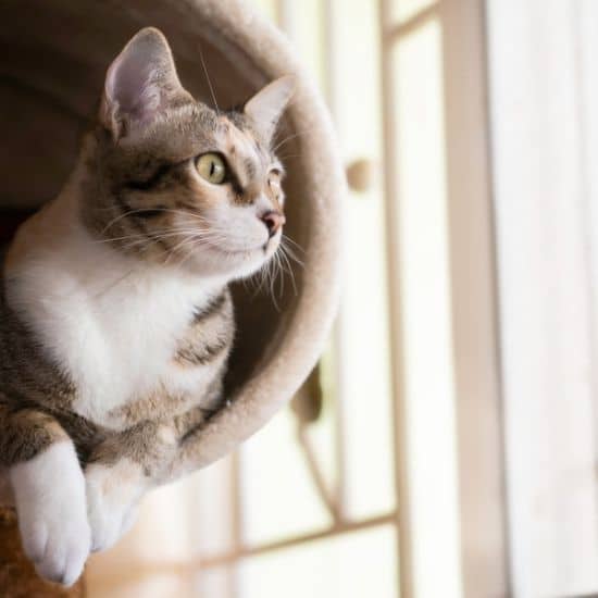 Un chat aux pattes blanches sort la tête d'une niche ronde d'un arbre à chat installé près d'une fenêtre lumineuse.