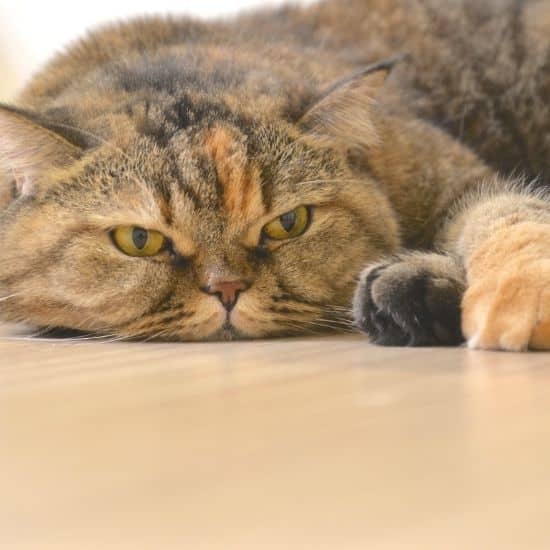 Gros plan sur chat brun et sable aux yeux jaune, couché sur un sol en parquet clair et qui semble s'ennuyer profondément.