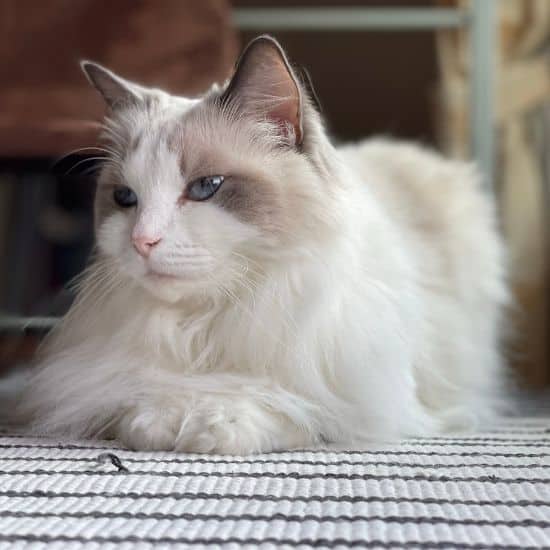 Chat blanc de race Ragdoll posé en sphinx sur tapis blanc et noir qui semble être dans ses pensées félines.