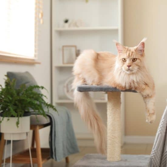 Chat Maine Coon de couleur clair, au regard calme et serein, posé sur un griffoir installé dans un salon.