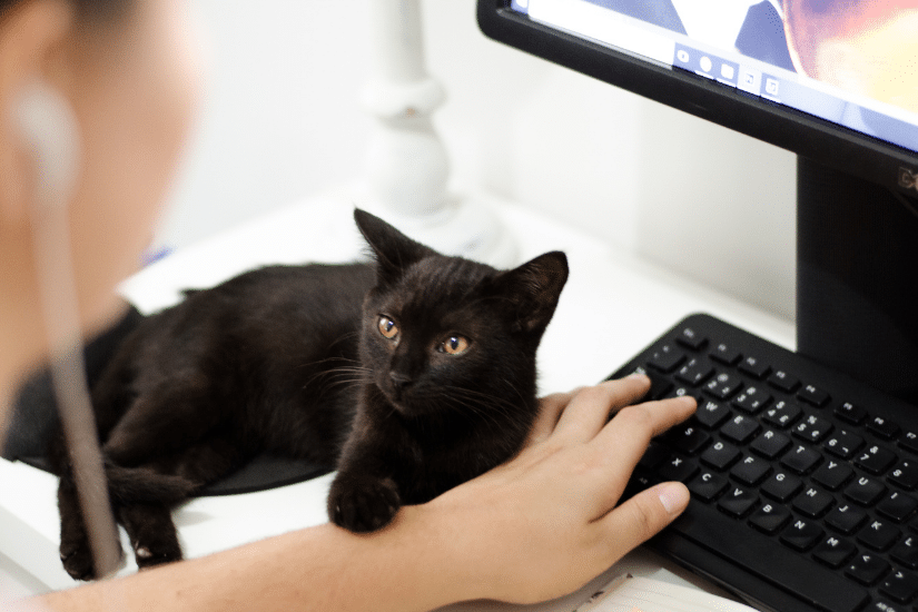 Chat noir couché sur un bureau près d'un clavier d'ordinateur noir, la patte posé sur le bras d'un humain, une relation complice dans un espace aménagé.