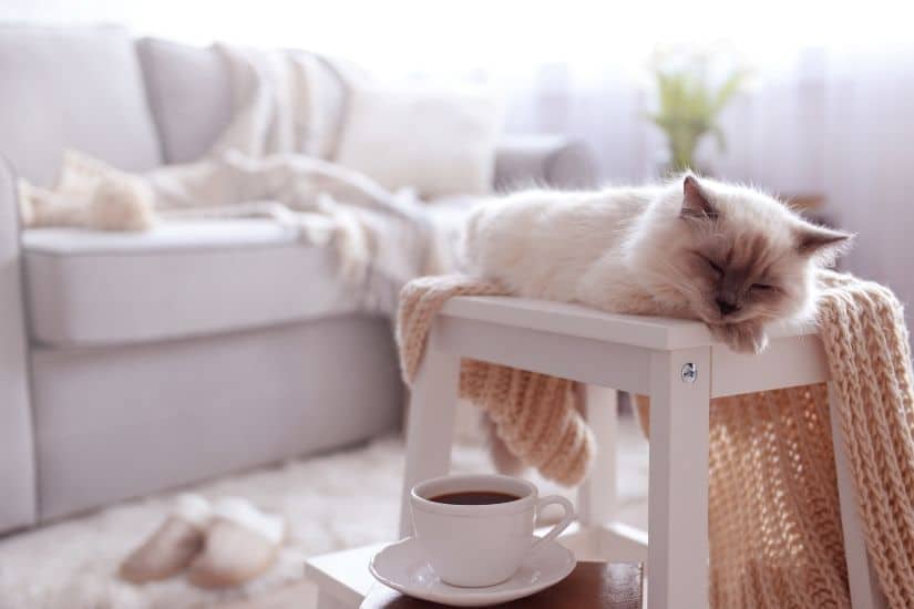 Un chat blanc dort sur un tabouret en bois blanc recouvert d'un plaid beige avec une tasse de café blanche posée à côté.