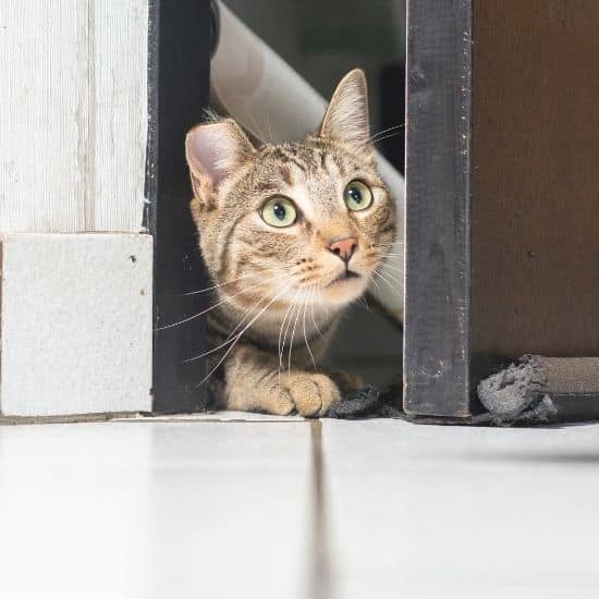 Chat tigré dont une oreille est coupée, qui regarde avec curiosité ce qui se trouve derrière la porte ouverte