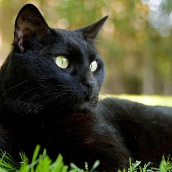 Gros plan sur chat noir avec ses yeux clairs, allongé dans l'herbe verte, qui regarde au loin.