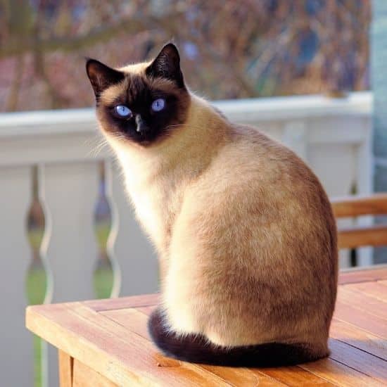 Chat siamois brun noir aux yeux bleu, posé sur une table qui regarde en direction de l'objectif photo.