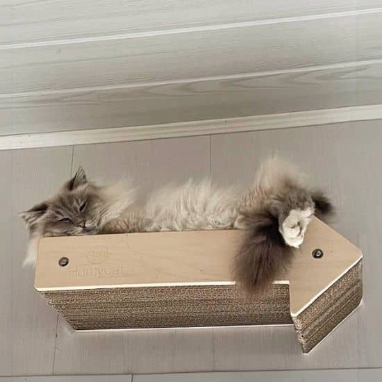 Chat angora de couleur crème et beige, allongé sur un griffoir en forme de flèche fixé sur un mur de lambris clair.