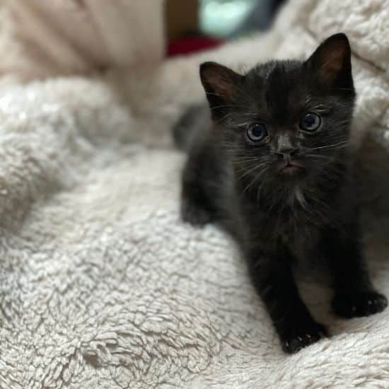 Chaton noir assis sur un plaid blanc, qui regarde avec intensité l'objectif.