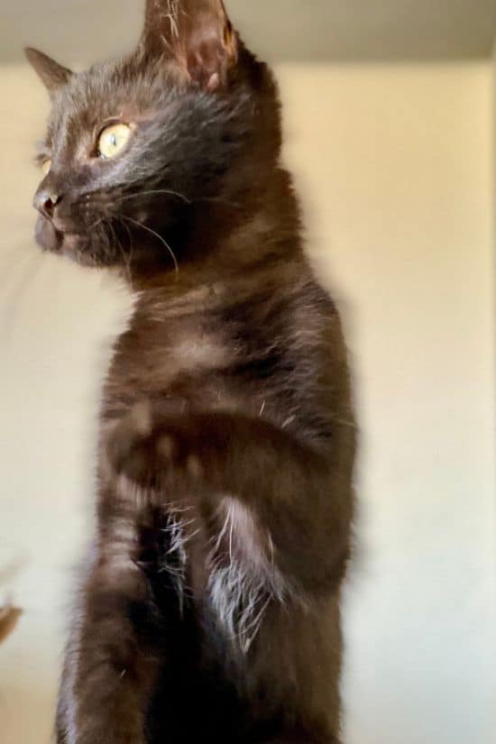 Superbe Onyx, chatonne noire dans ma famille d'accueil, qui se dresse sur ses pattes arrière comme un suricate !