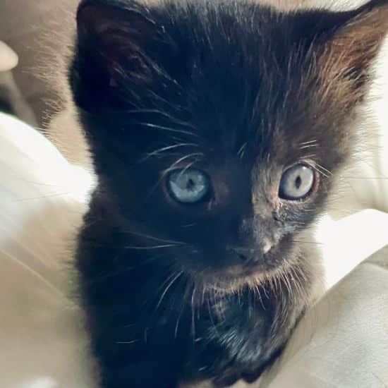 Regard du chaton noir accueilli chez moi : ses yeux encore bleu témoigne de son jeune âge et de son innocence.