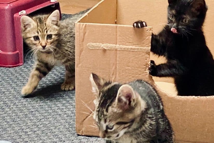 Trois chatons en famille d'accueil jouant autour d'une boîte en carton dans la chambre aménagée pour eux.