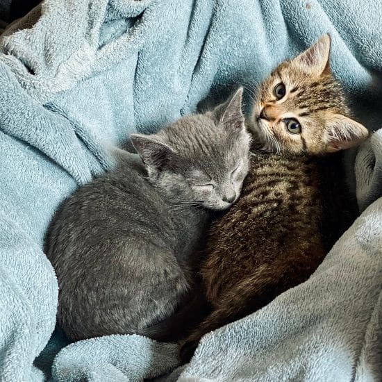 Duo de chatons gris chartreux et tigré,couchés ensemble dans un plaid gris bleu, dans ma famille d'accueil.