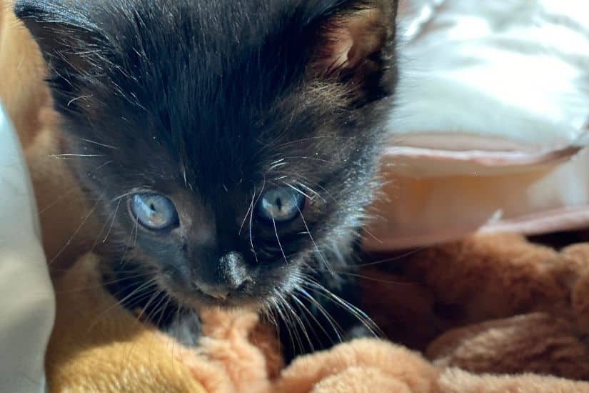 Un regard plein de douceur pour ce chaton noir, posé sur un plaid couleur caramel.