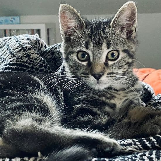 Regard de Sacha, chaton marbré, accueilli dans ma famille, qui pose comme une star de cinéma.