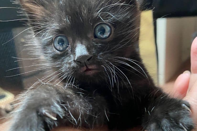 Posé dans la paume de ma main, un chaton noir en gros plan avec ses yeux gris bleu, typiques de son jeune âge.