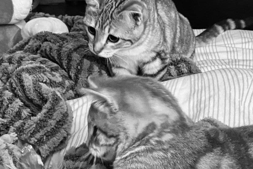 Mission de famille d'accueil en cours avec ces deux chatons en noir et blanc qui jouent sur le lit.